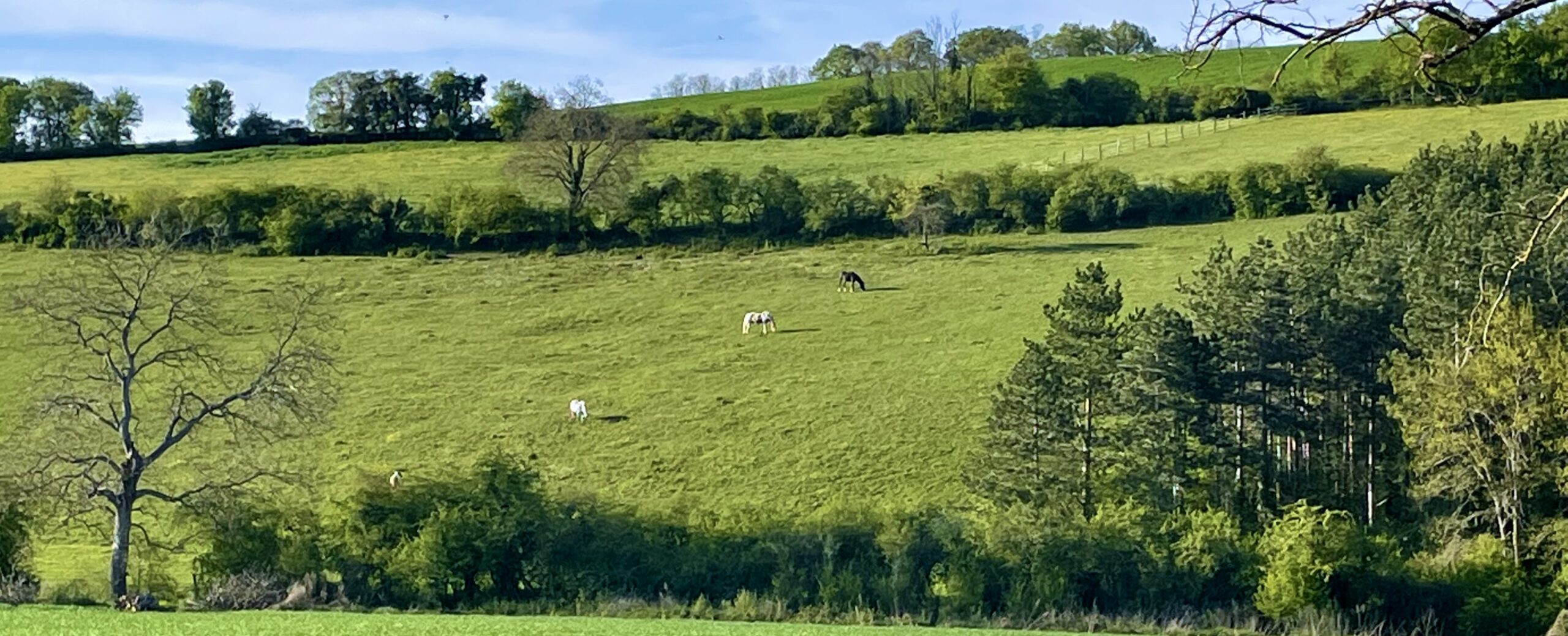 Pension chevaux au pré à Joigny dans l'Yonne