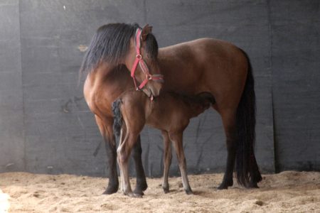 Revuelta Gom et Jugador du Corval